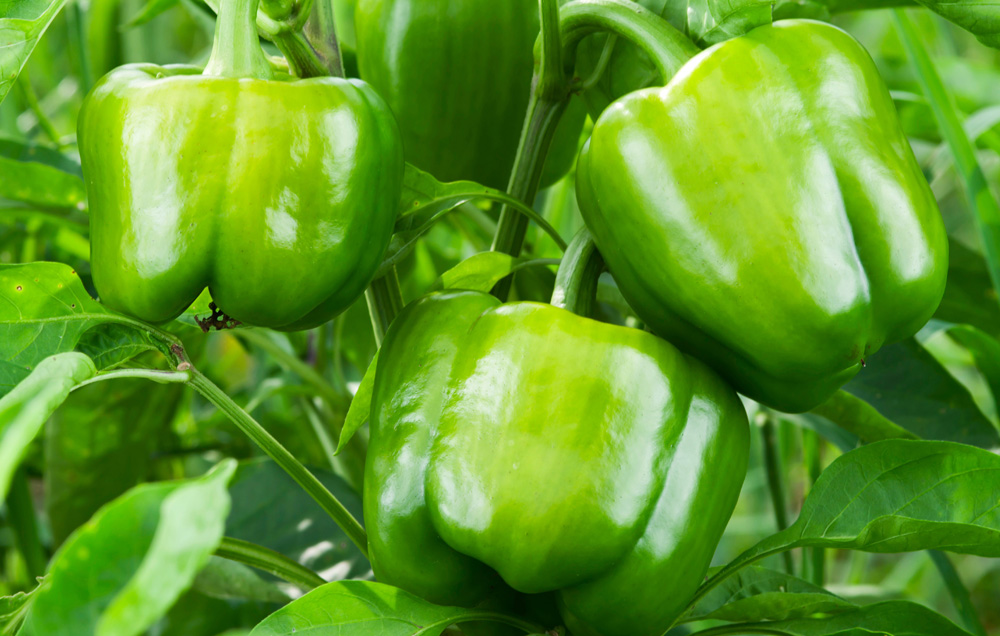 Bell Peppers