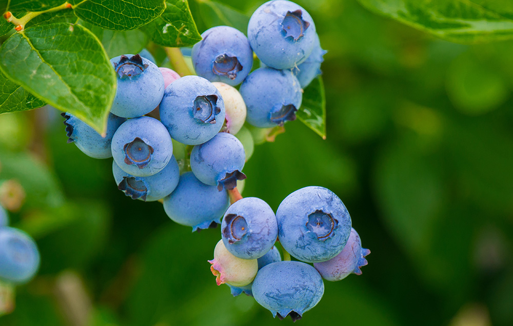 Blueberries