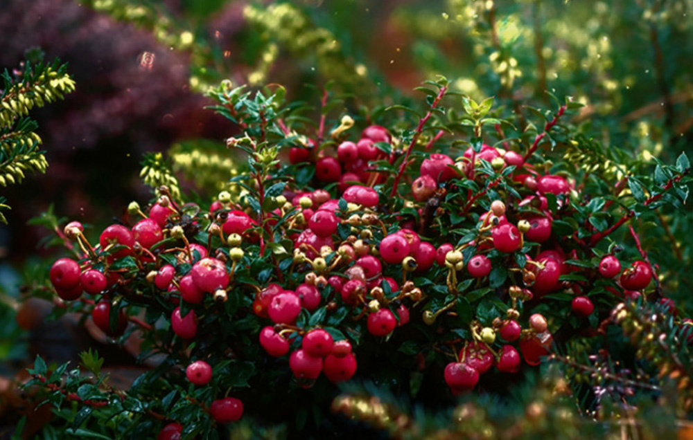 Cranberries