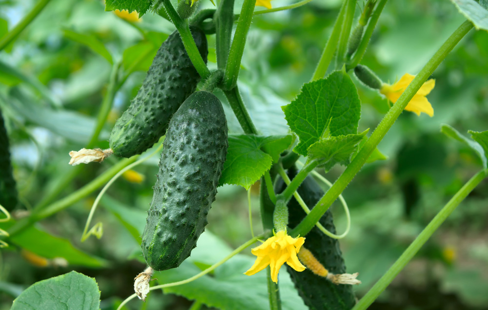 Cucumbers