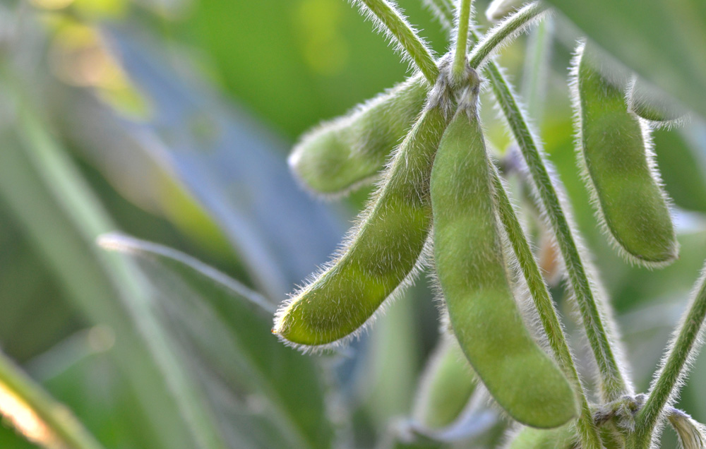 Soybeans