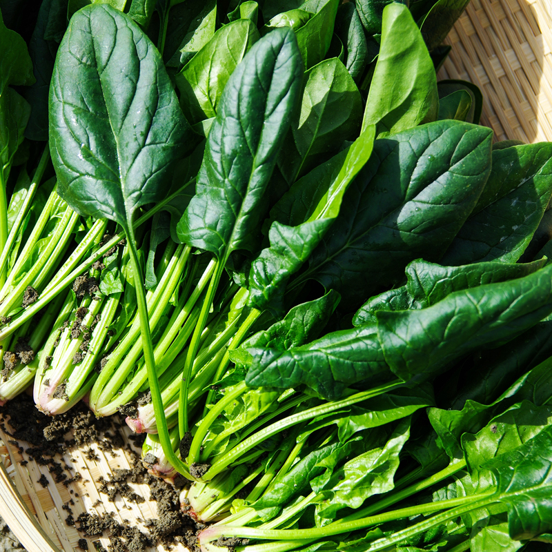 Spinach – A Cool Weather Veggie