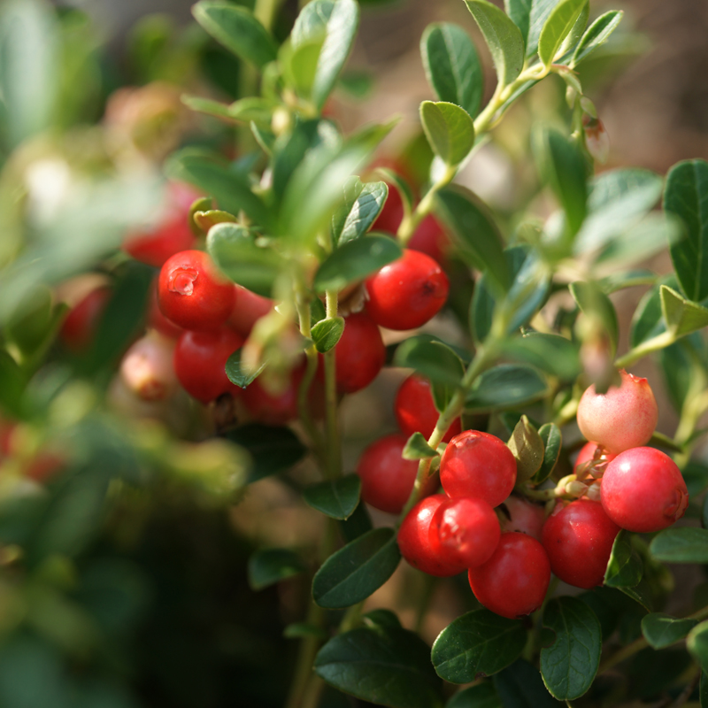 Make a Cranberry Catapult