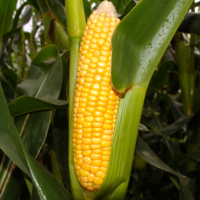 Biodegradable Plastic from Corn