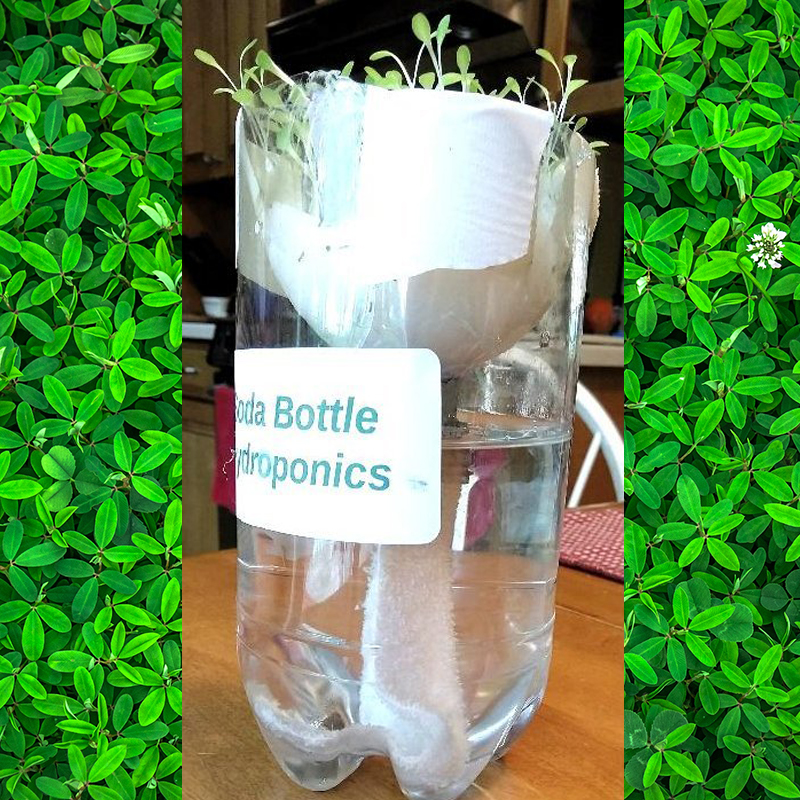 Soda Bottle Hydroponics
