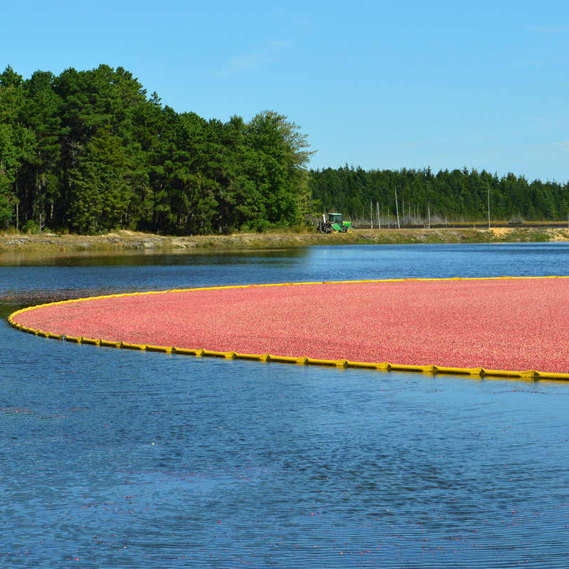 Why Do Cranberries Float?
