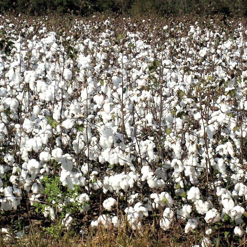 From Dirt to Shirt – The World of Cotton